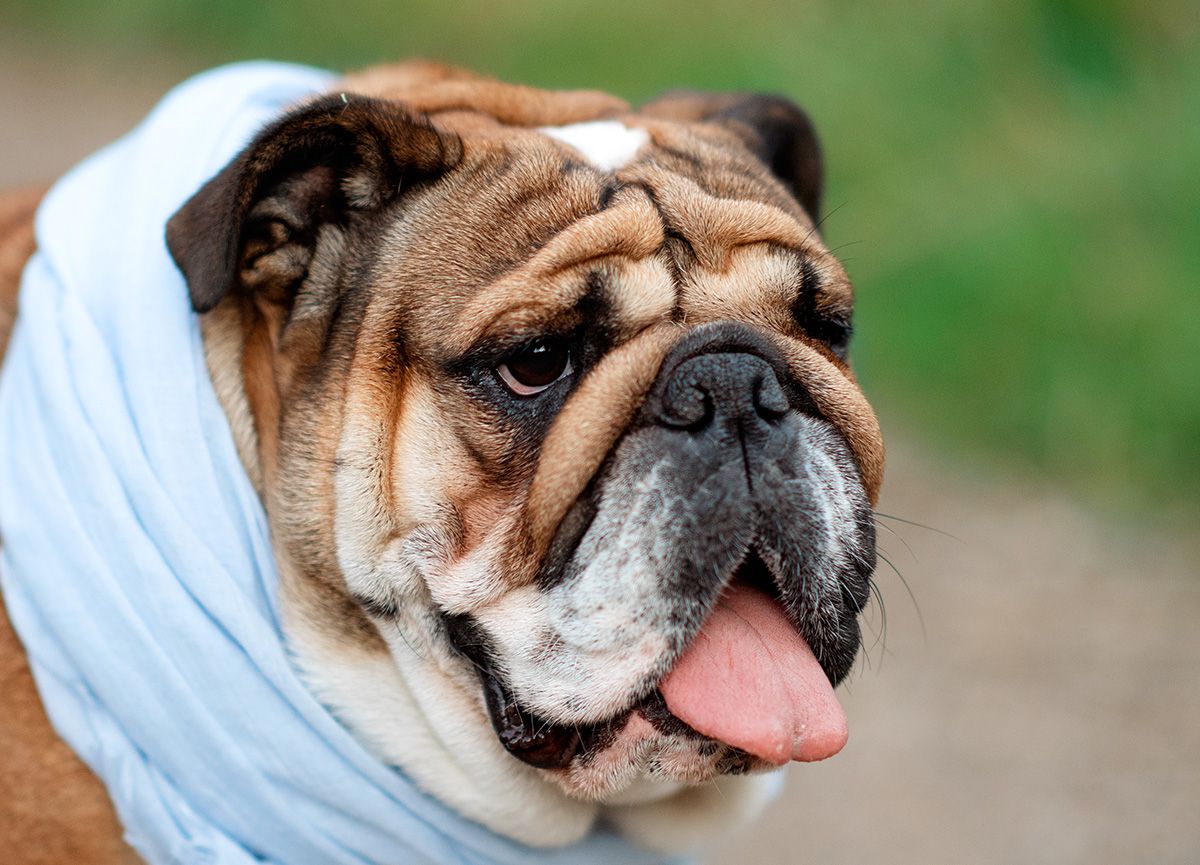 English Bulldog Ownership: A Comprehensive Guide