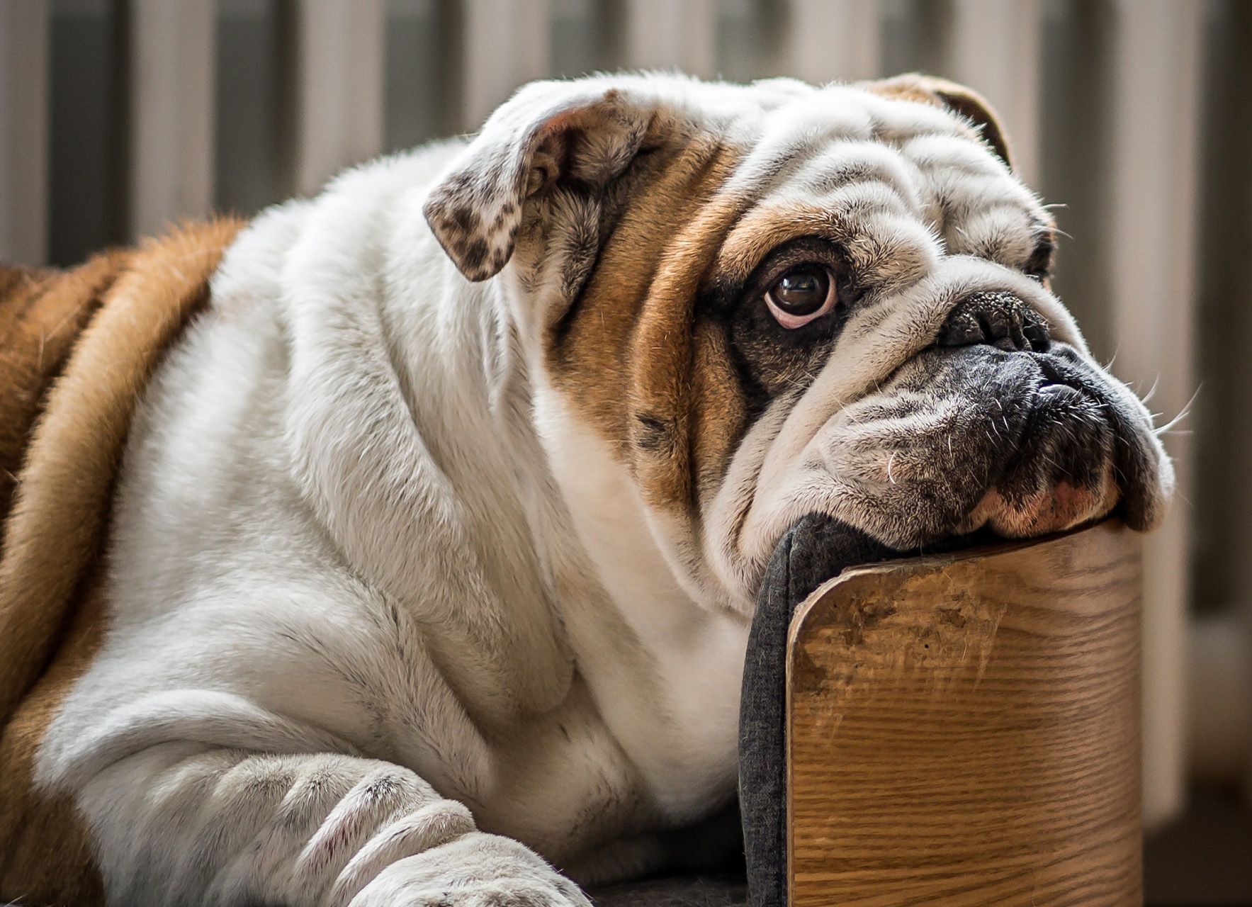 Natural Ways to Prevent Vomiting and Upset Stomach in English Bulldogs